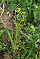 Image of woodland draba