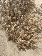 Image of shaggyfruit pepperweed