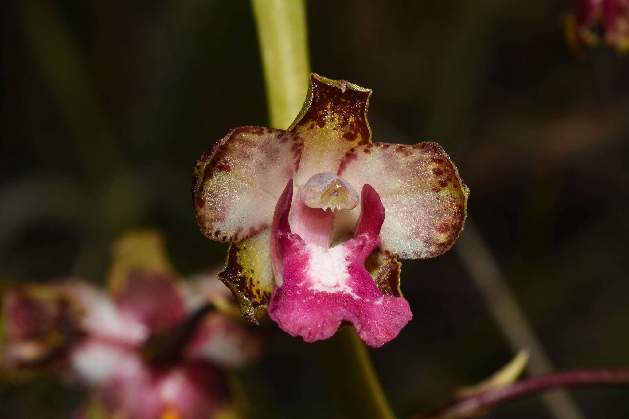 Image of Cyrtopodium brandonianum Barb. Rodr.