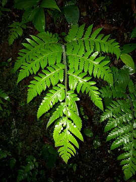 Image of Tomato Fern