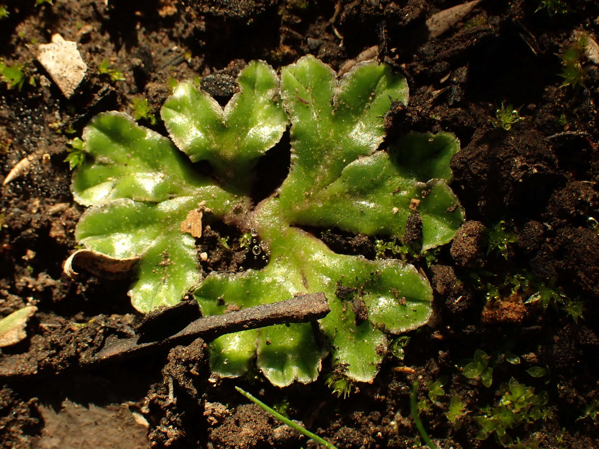 Image of Riccia cartilaginosa Steph.