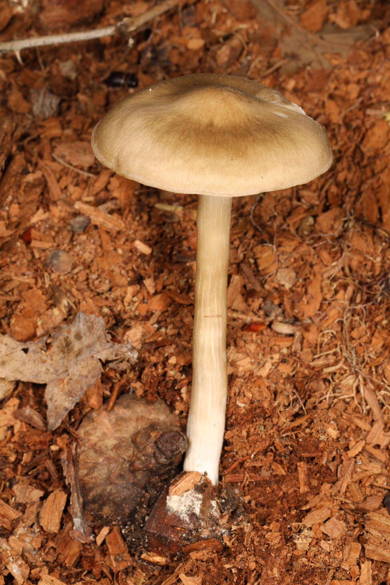 Image of Entoloma griseum Peck 1904