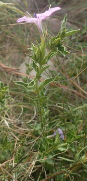 Image de Barleria pungens L. fil.