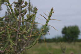 Image of Christmas Cactus