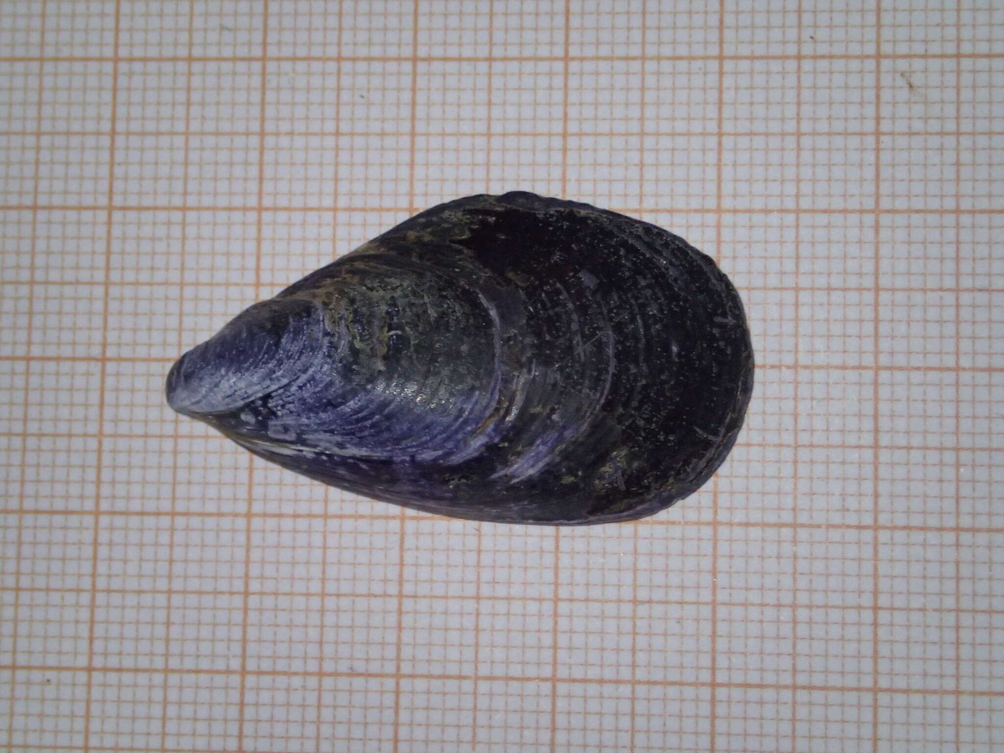 Image of Mediterranean mussel