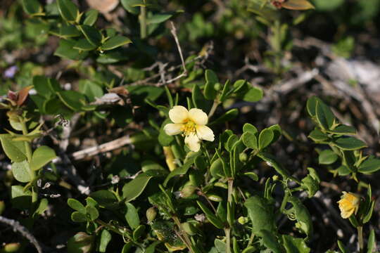 Image de Roepera maritima (Eckl. & Zeyh.) Beier & Thulin