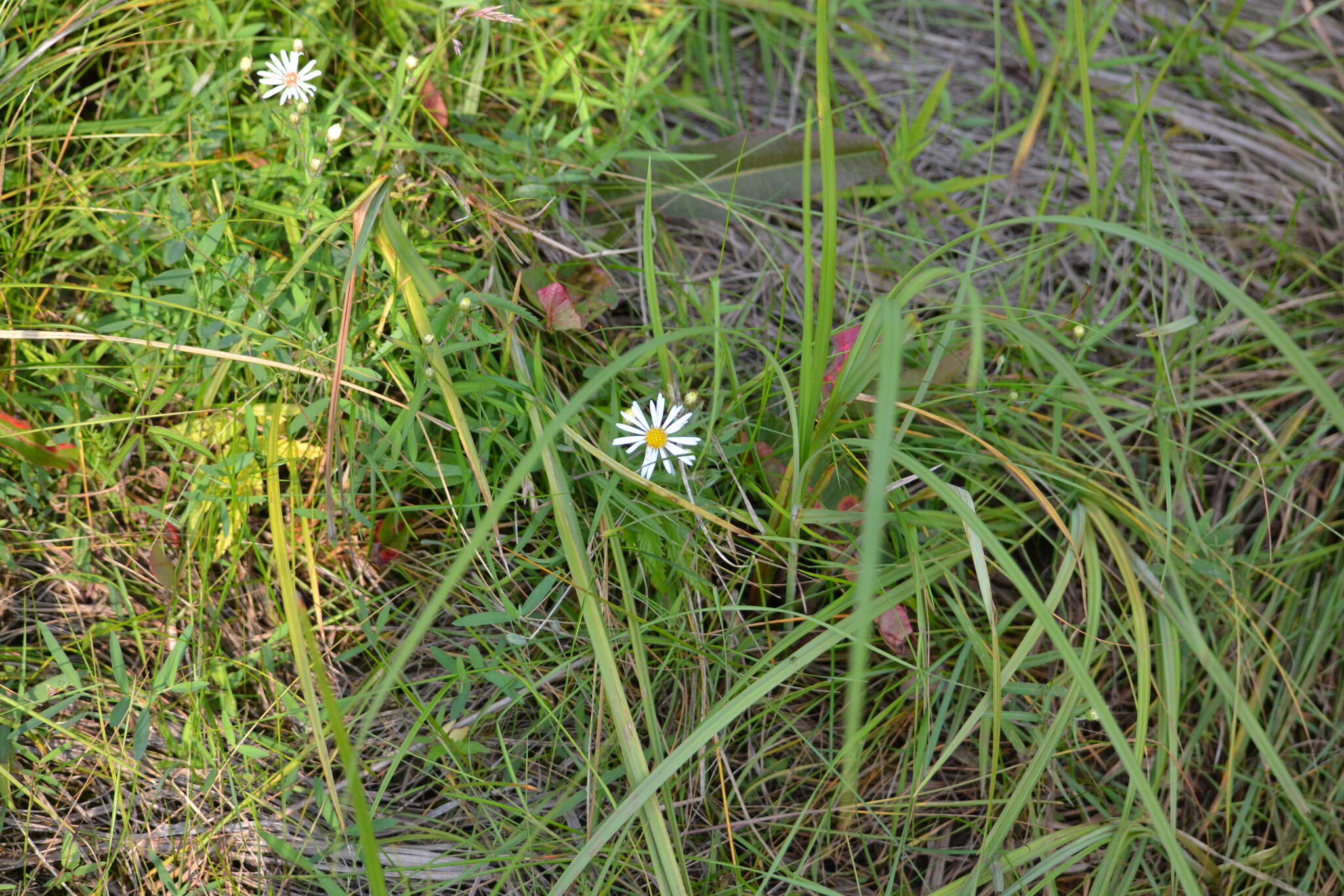 Image of Boreal American-Aster