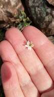 Image of Stellaria fischeriana Ser.