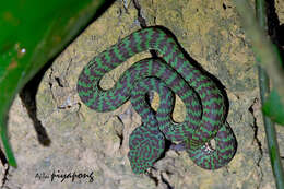 Image of Beautiful pitviper