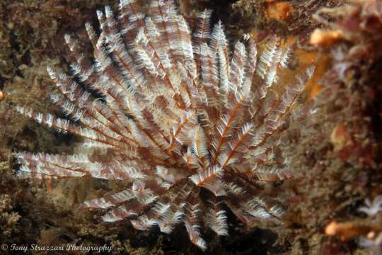 Image of Sabellastarte australiensis (Haswell 1884)