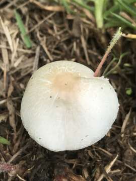 Image of Chlorophyllum hortense (Murrill) Vellinga 2002