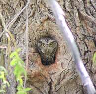 Image of Whiskered Screech Owl