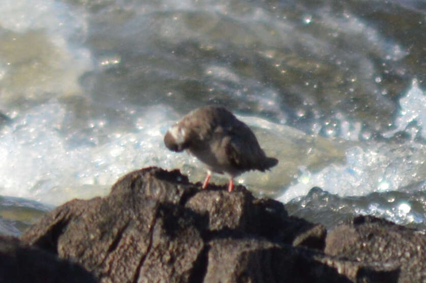 Image of Rock Pratincole