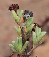 Image of Ruschia putterillii (L. Bol.) L. Bol.