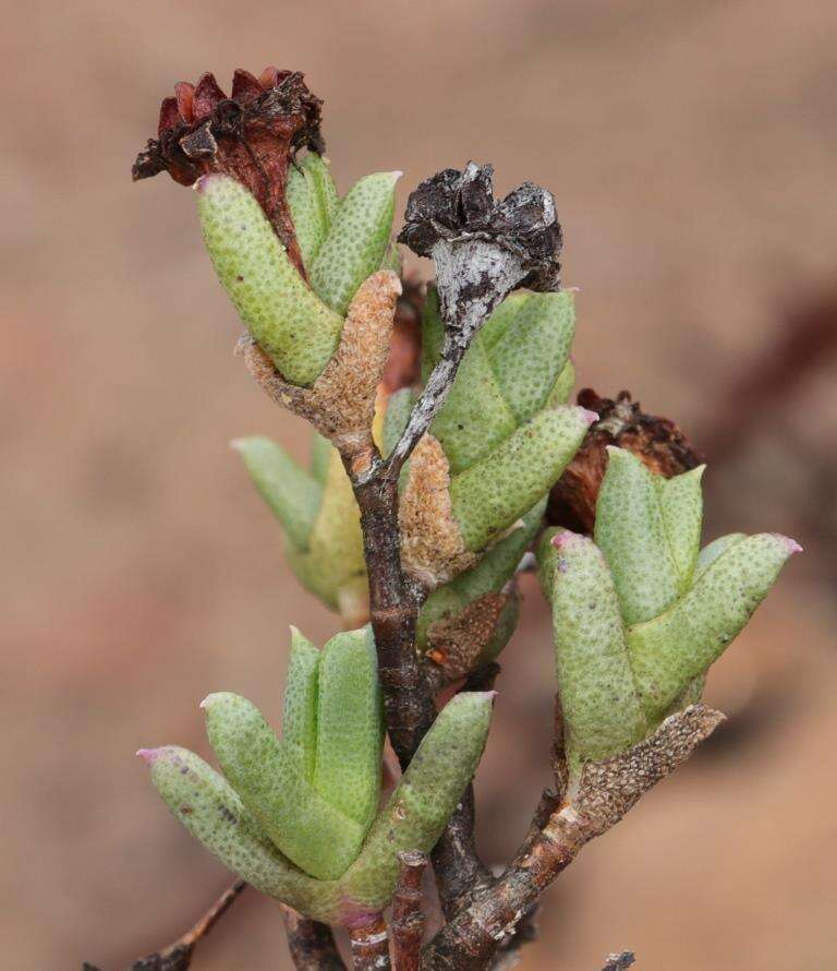 Image of Ruschia putterillii (L. Bol.) L. Bol.