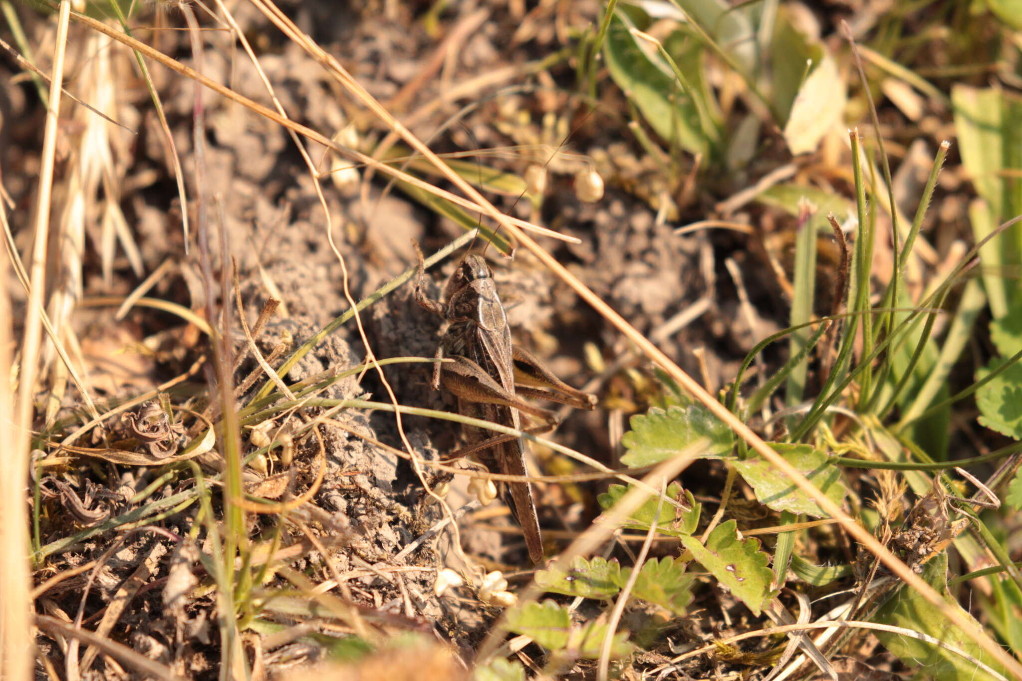 Plancia ëd Platycleis albopunctata (Goeze 1778)