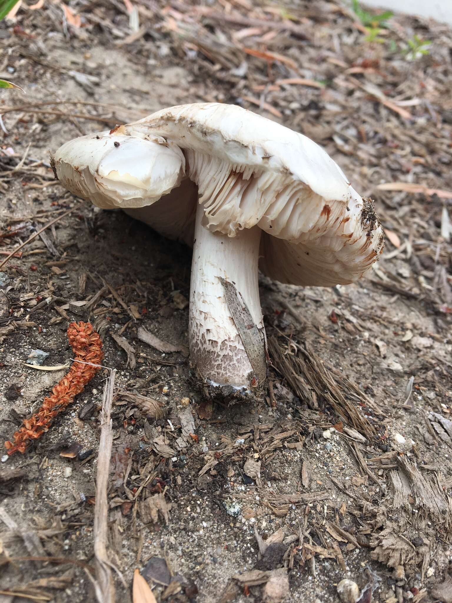 Image of Pluteus pouzarianus Singer 1983