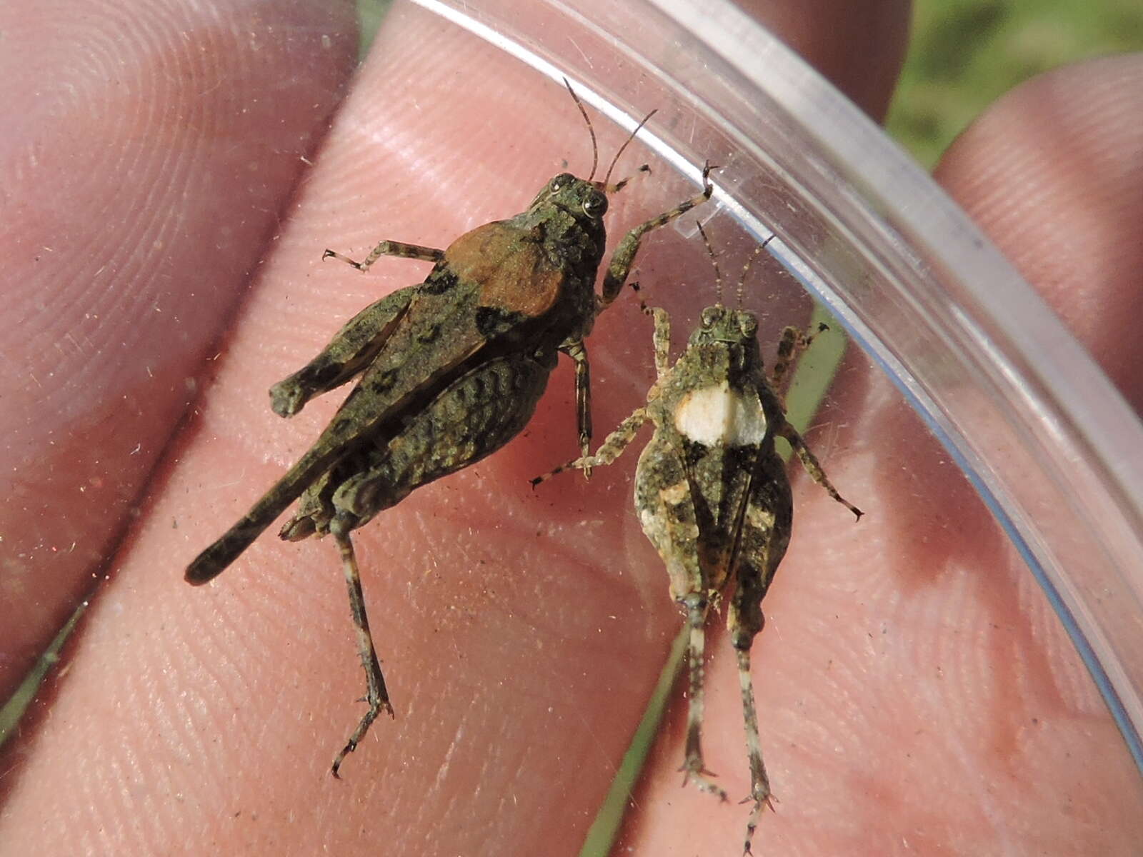 Image of Mexican Pygmy Grasshopper