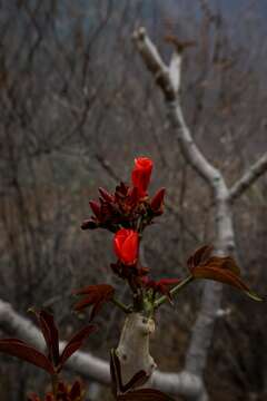 Image of Jatropha macrantha Müll. Arg.