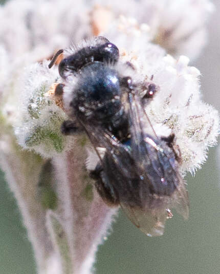 Image de Andrena cerasifolii Cockerell 1896