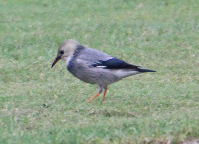 Image of Red-billed Starling