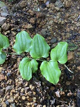 Image of Smilax azorica H. Schaef. & P. Schönfelder