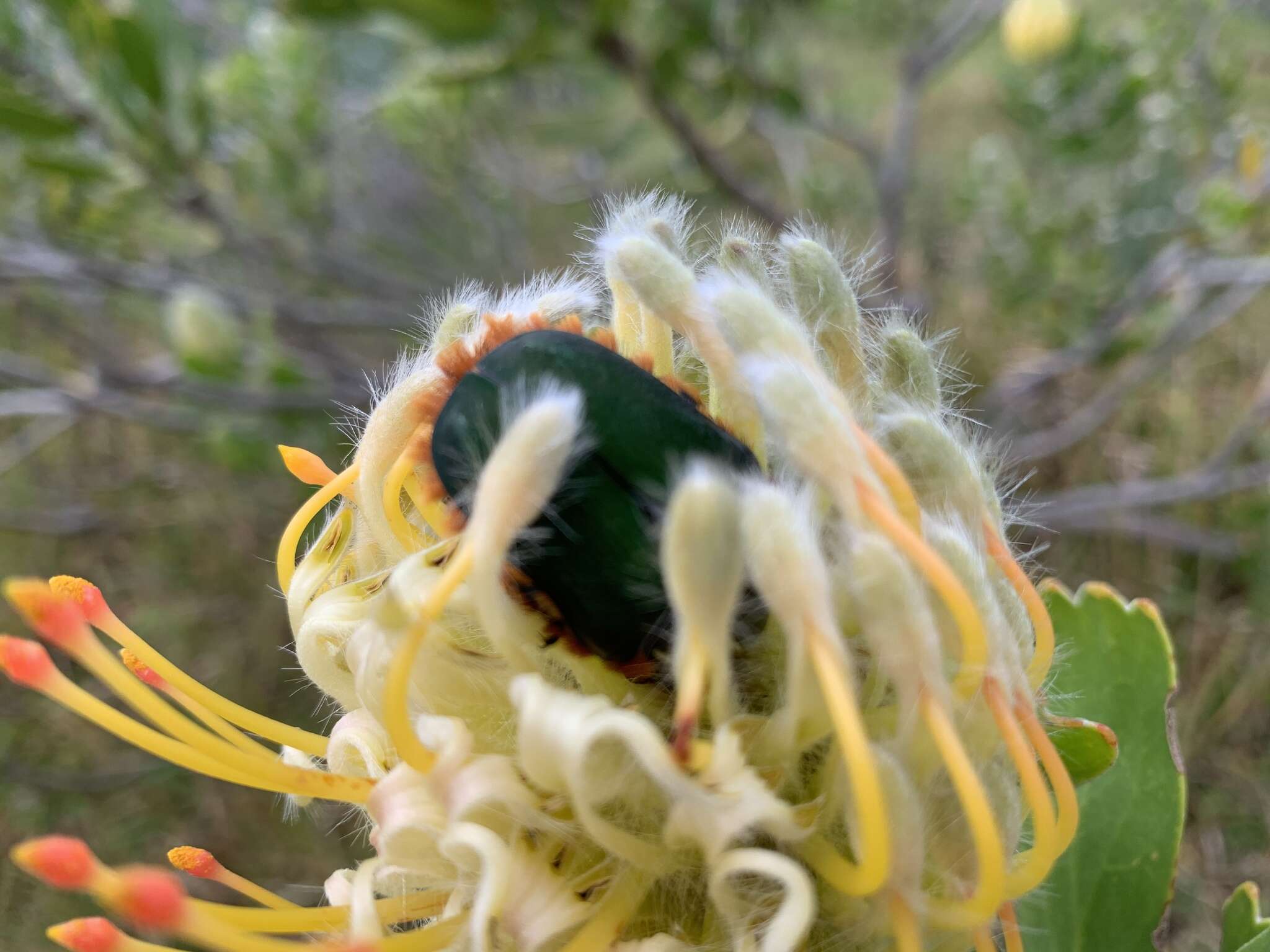 Imagem de <i>Trichostetha <i>fascicularis</i></i> fascicularis