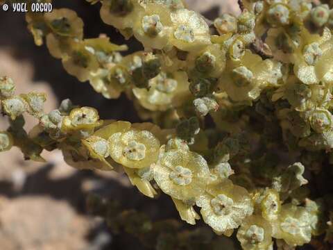 Image of Caroxylon inermis (Forsk.) Akhani & Roalson