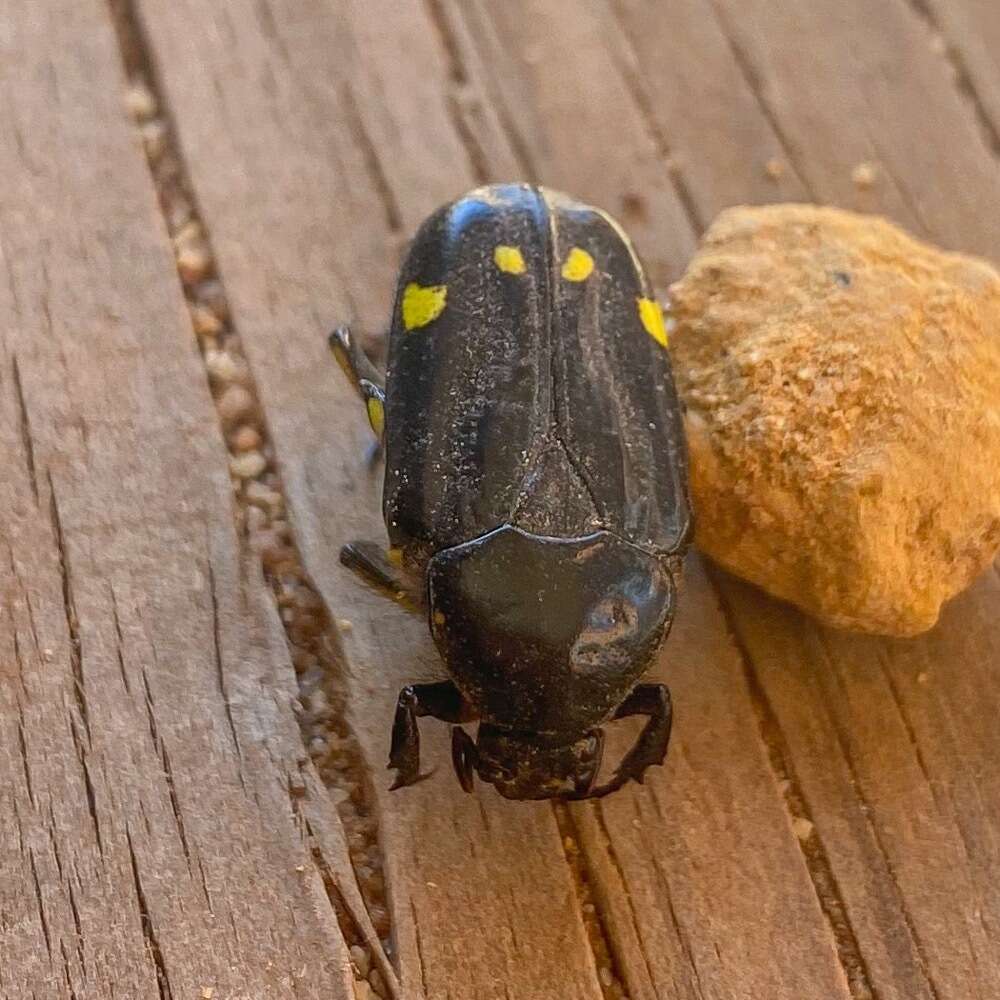 Chlorobapta goerlingi Schürhoff 1942 resmi