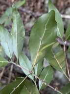 Image of Tricalysia capensis var. transvaalensis Robbr.