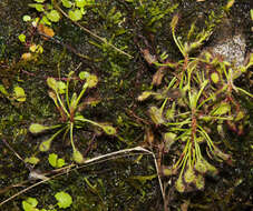 Image of Drosera madagascariensis DC.