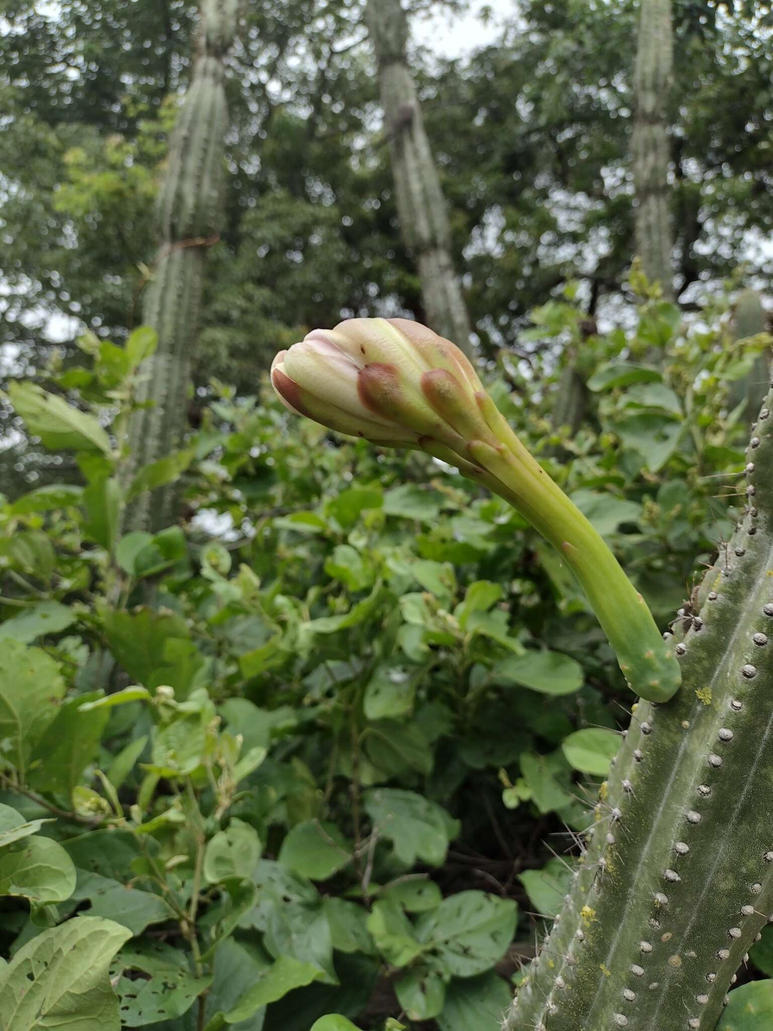 Image of Cereus jamacaru subsp. calcirupicola (F. Ritter) N. P. Taylor & Zappi