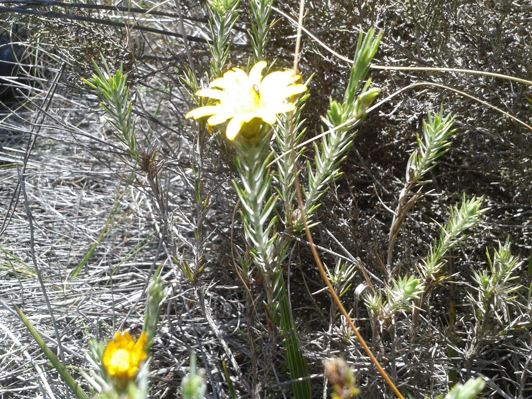 Image of Oedera pungens subsp. pungens