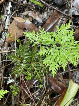 Image of tufted lacefern