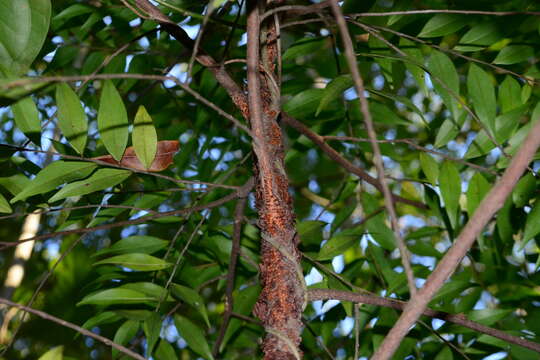 Image of Xylopia brasiliensis Spreng.