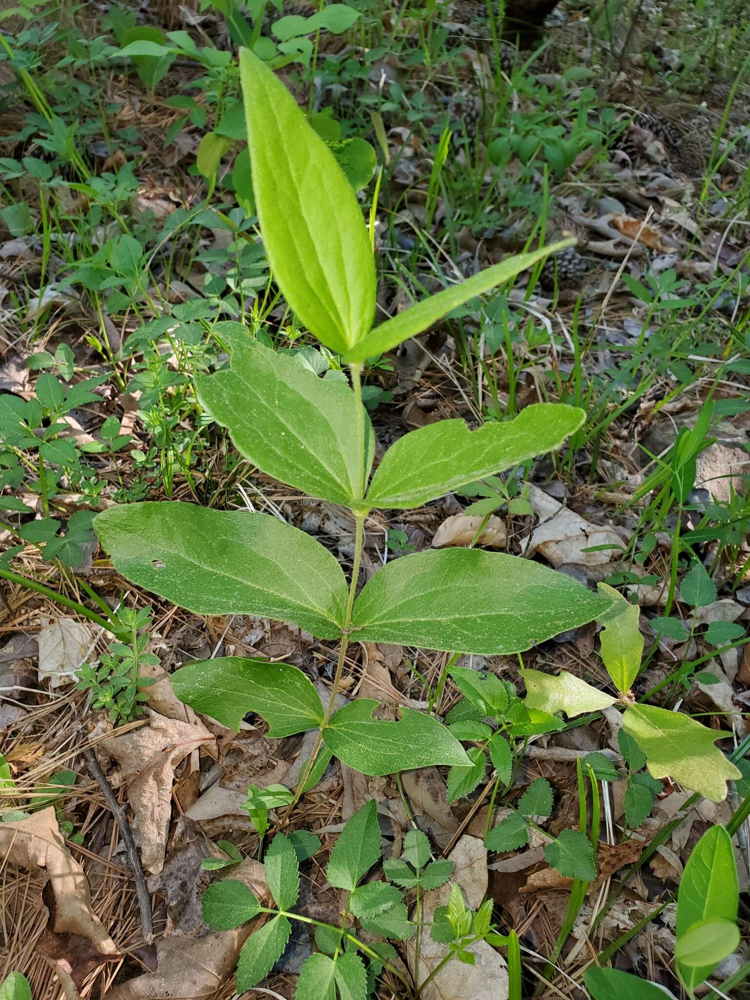 Image of curlyheads