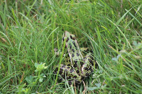 Image of Northern Leopard Frog