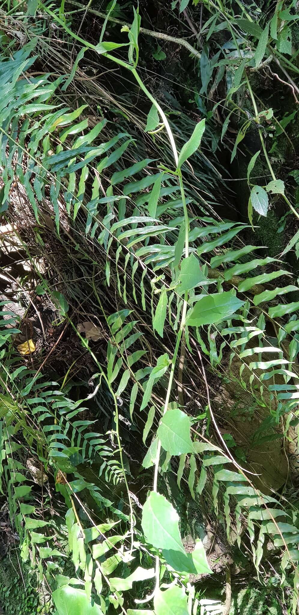 Image of giant swordfern