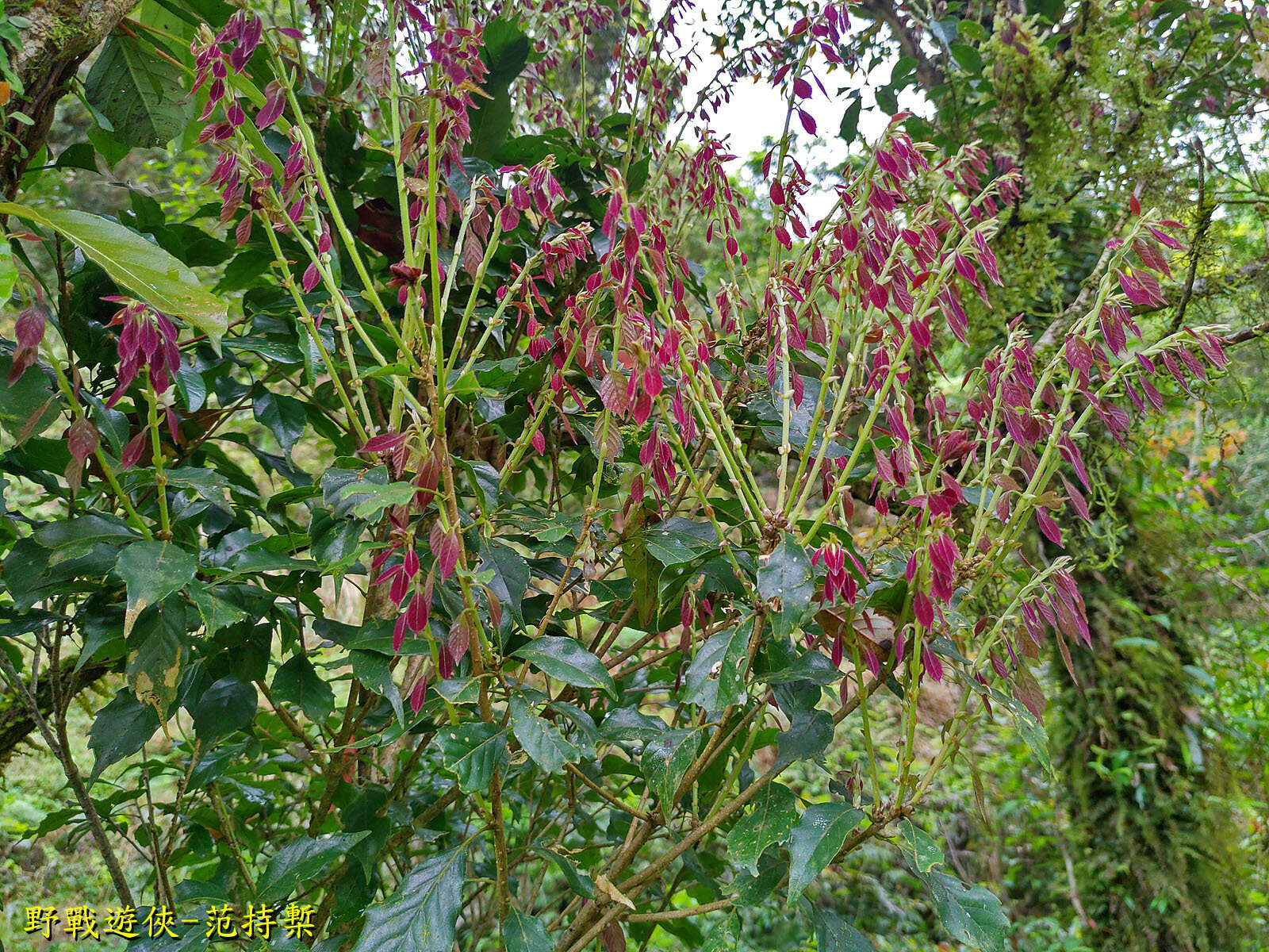 Image of Lithocarpus konishii (Hayata) Hayata