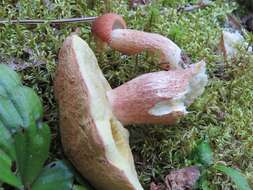 Sivun Boletus subcaerulescens (E. A. Dick & Snell) Both, Bessette & A. R. Bessette 2000 kuva