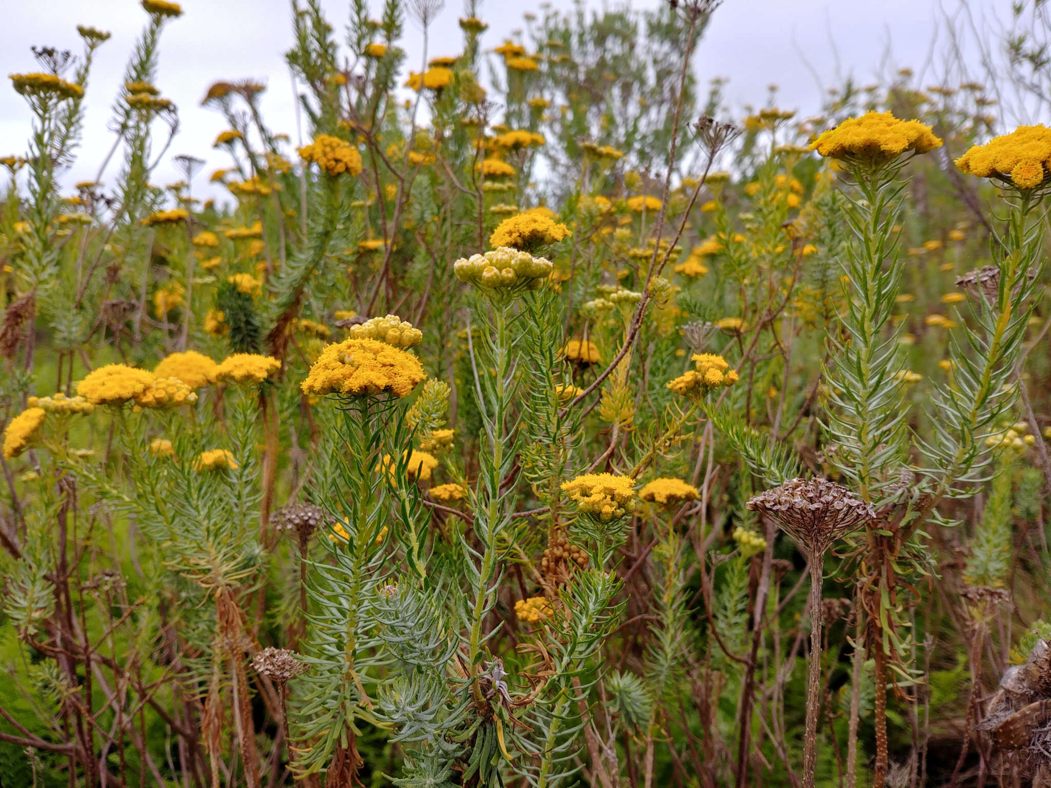 Image de Athanasia crithmifolia (L.) L.