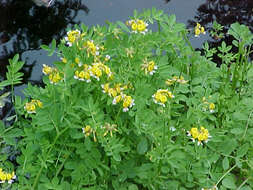 Image de Hosackia pinnata (Hook.) Abrams