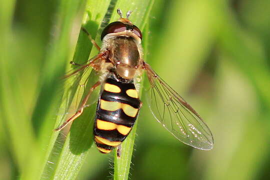 Image de Eupeodes fumipennis (Thomson 1869)