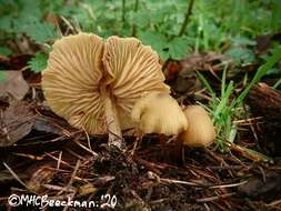 Image of Entoloma pleopodium (Bull.) Noordel. 1985