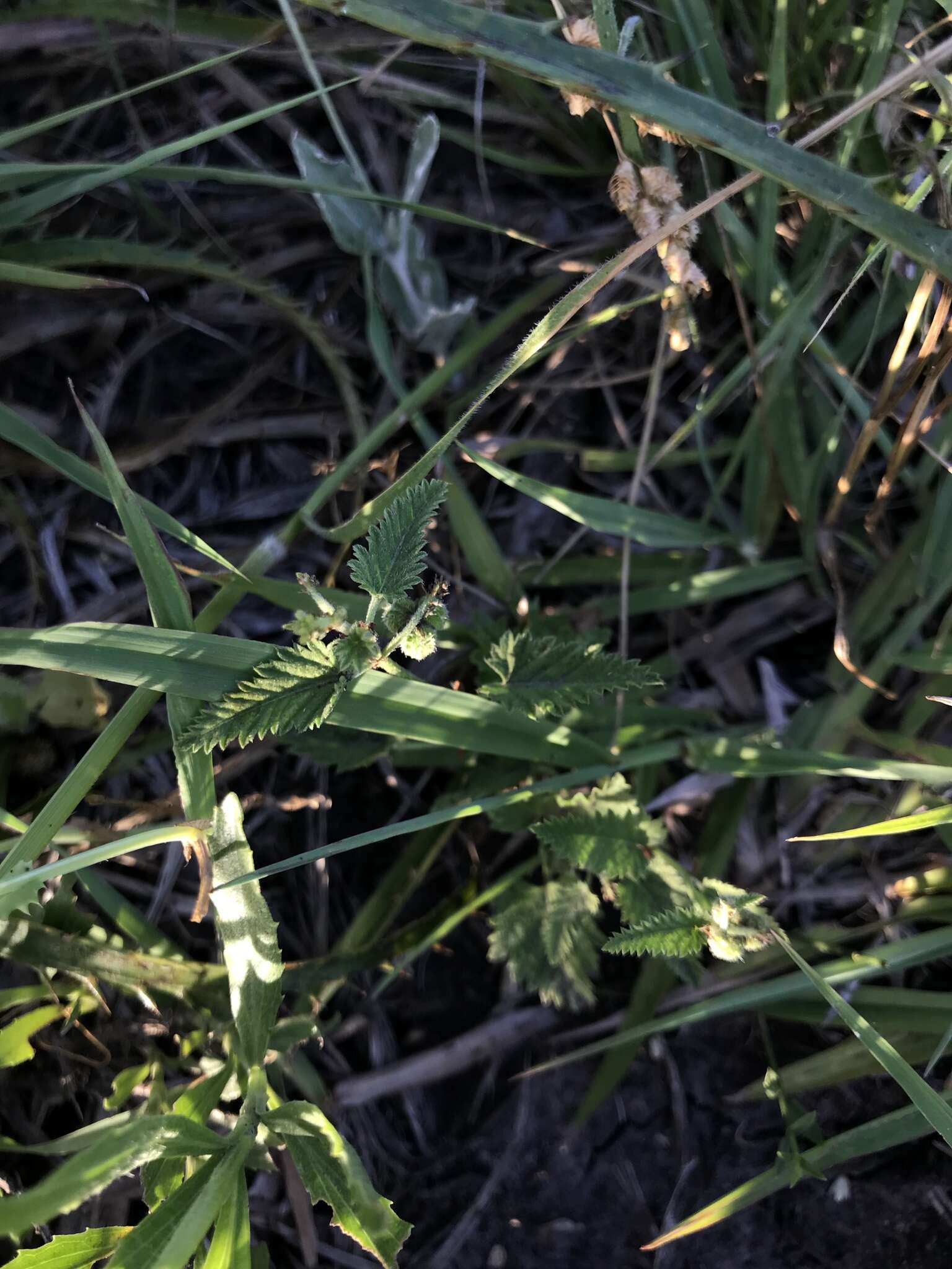 Image of Tragia geraniifolia Klotzsch ex Müll. Arg.