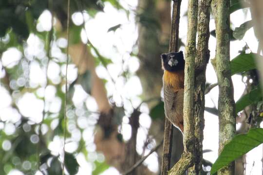 Image of golden-mantled tamarin