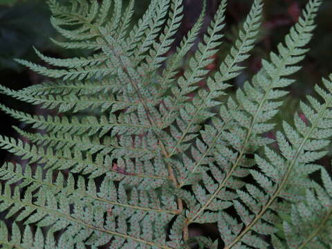 Image of Polystichum pungens (Kaulf.) C. Presl