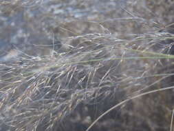 Muhlenbergia elongata Scribn. ex Beal resmi