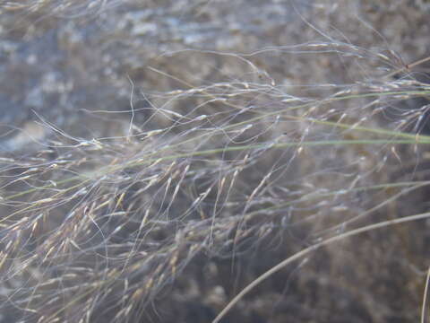 Muhlenbergia elongata Scribn. ex Beal resmi