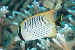 Image of Acropora Butterfly